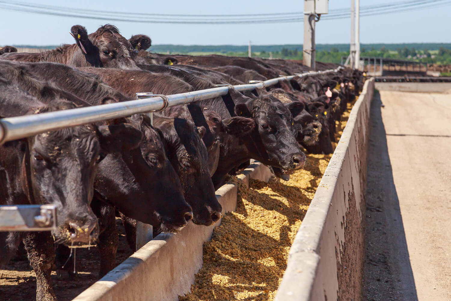 Cattle, Sheep, Grain Market Report Nov. 20, 2023 Redd Summit Advisors